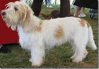 Petit Basset Griffon Vendeen