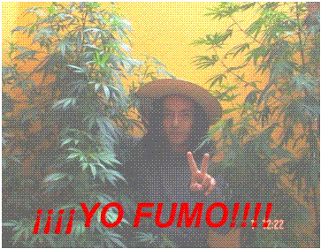 yofumoyl7