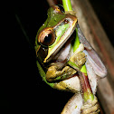 Masked Tree Frog