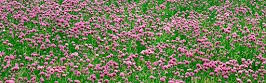 flower panoram_nebesnoe.info_37.jpg