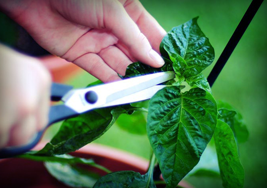 bhut.jolokia.seedlings.jpg bhut.jolokia.seedlings.jpg