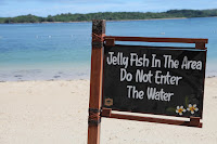 Jellyfish!