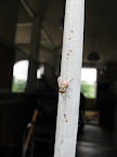 You see?  No matter how clean Betsy keeps the stable, flies still manage to buzz around.
