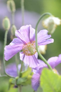 claus20120706_171038