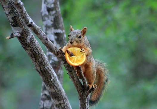 NBC Squirrel 2013 NBC Squirrel 2013