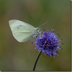 Small White on Scabius