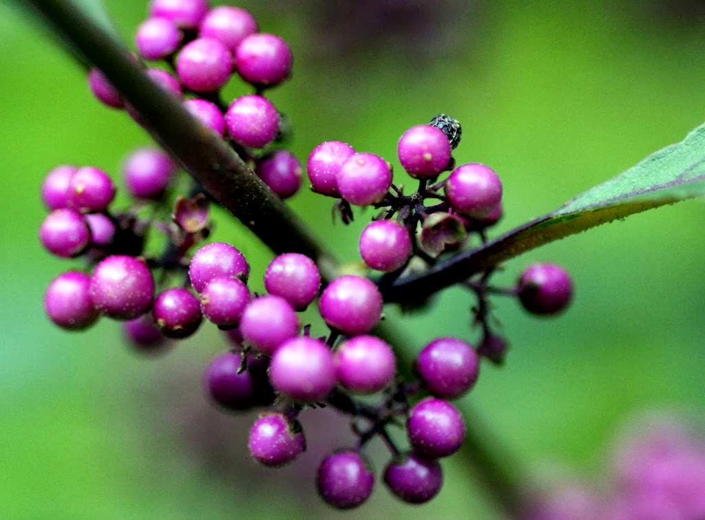 [IMG_4559%255B3%255D.jpg]