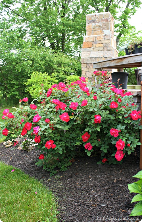 knockout roses knockout roses
