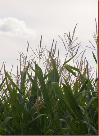 Corn Maze and Campers 016