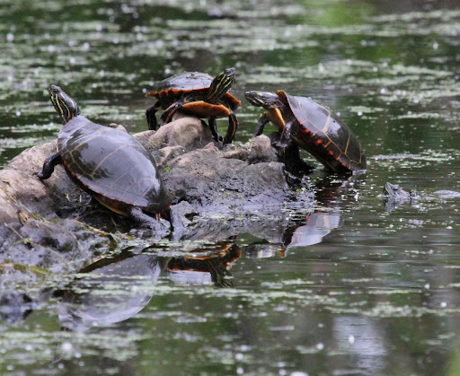 Notice the one in the water on the right of the photo.