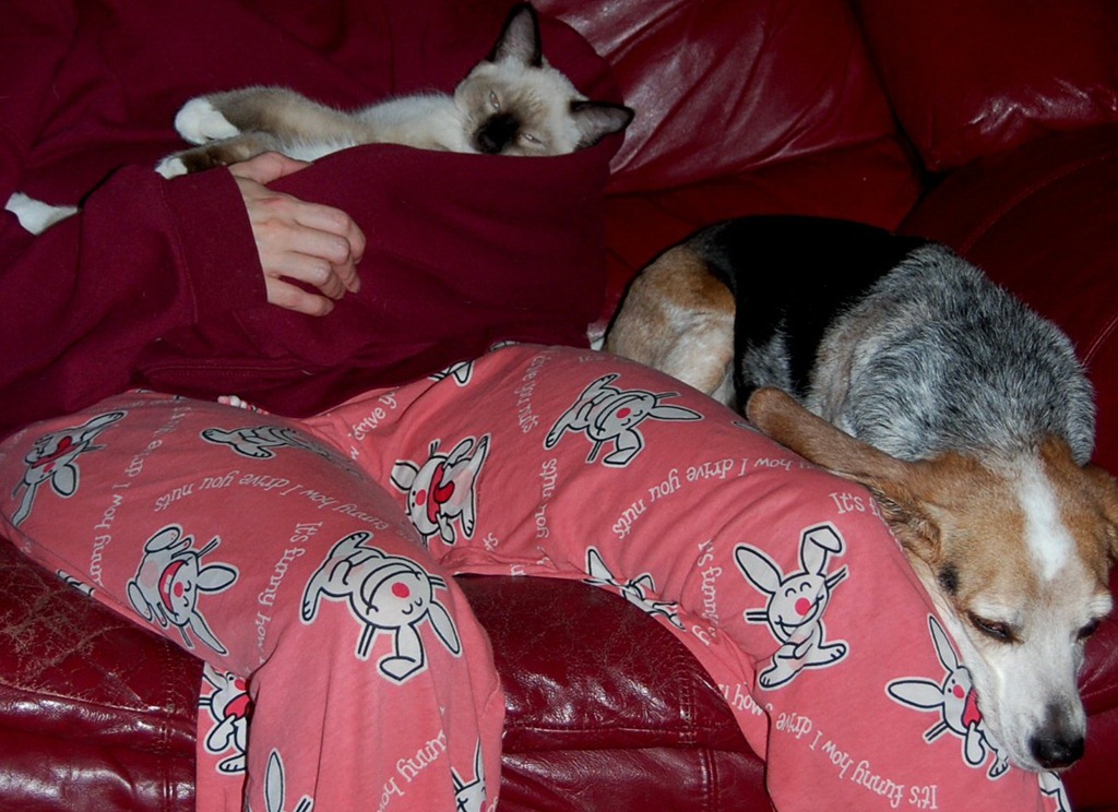 [catdogcouch69.jpg]