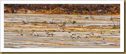 - Flock Snow Buntings Flying D7K_8820 November 17, 2011 NIKON D7000