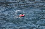 IMGP3265.jpg IMGP3265.jpg