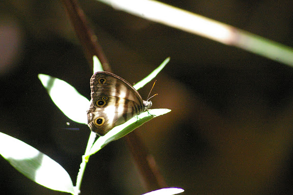 Pareuptychia lydia CRAMER, 1777. Amazone Nature Lodge, Montagne de Kaw (Guyane). 18 novembre 2011. Photo : J.-M. Gayman