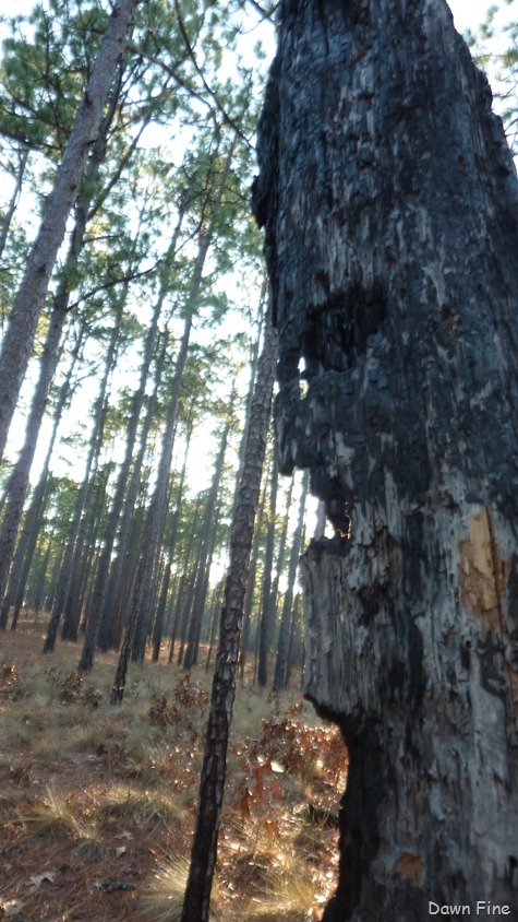 [North%2520carolina_008%255B7%255D.jpg]