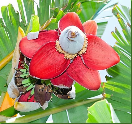 Musa balbisiana Musa balbisiana