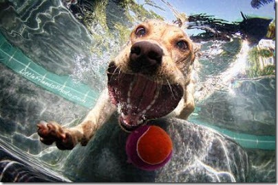 perros bajo el agua (7)