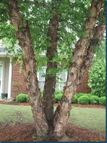 sight - clump river birch