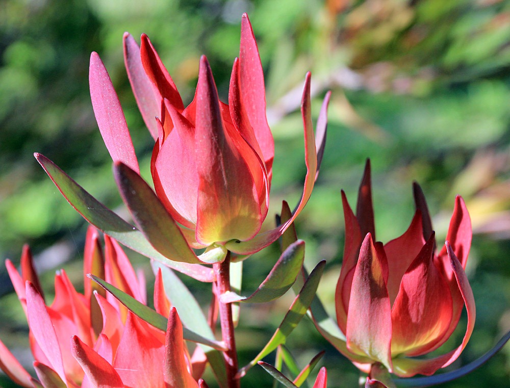 [121027_UCSCArboretum_Leucadendron-sa%255B8%255D.jpg]