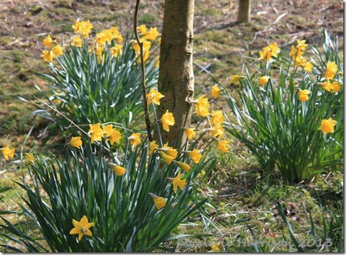 4-daffs