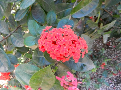 DSCN9909.jpg DSCN9909