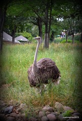 Ostrich