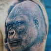 Gorilla #3