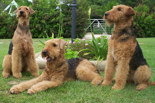 Airedale Terrier
