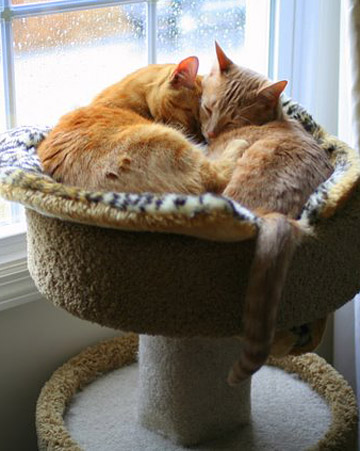 Just another lazy day for Starbuck and Boomer, domestic shorthairs from Reading, Pennsylvania. Contributed by bma70. Just another lazy day for Starbuck and Boomer, domestic shorthairs from Reading, Pennsylvania. Contributed by bma70.