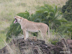 Masai Mara
