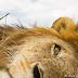 A sleeping lion opens his eye as BeetleCam approaches.