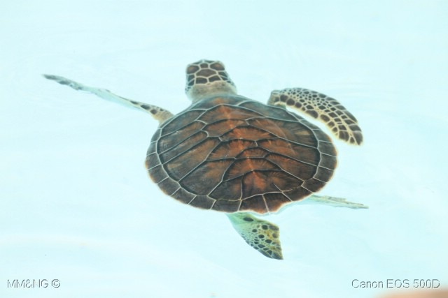 [194_Tartarugas_Marinhas14.jpg]