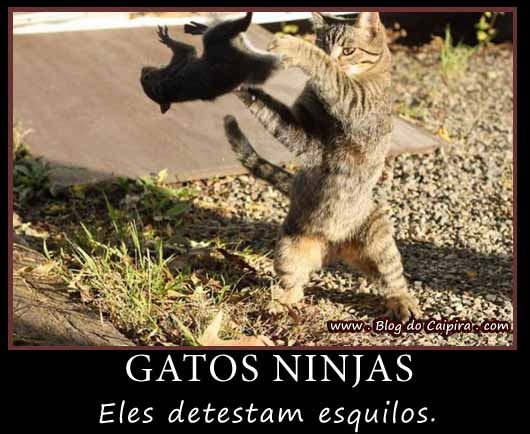 [gatos-ninjas%255B3%255D.jpg]