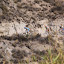 VII Open MTB La Cinta Arboleas 2011