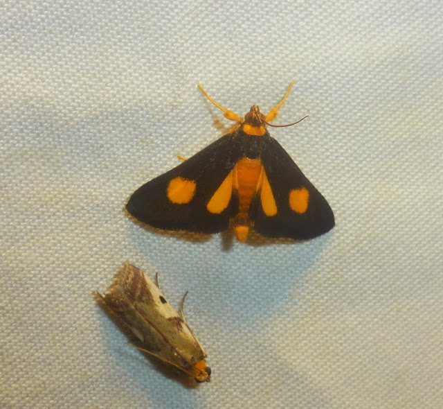 Pyralidae ? Parc d'Andasibe-Mantadia (Madagascar), 29 décembre 2013. Photo : T. Laugier