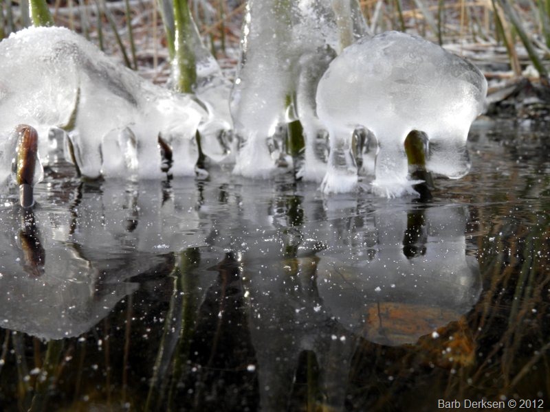 [Barb%2520Derksen%2520Ice%25202012%2520%2520%252827%2529%255B6%255D.jpg]