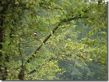 IMGA0506 IMGA0506