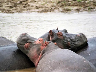 Derniers hippopotames des Virunga. Suite aux guerres, les hippopotames ont presque disparu de l'est de la RD-Congo. Il y'a encore 20 ans, ces animaux constituaient la plus grande population d'hippopotames d'Afrique. Photo: Flickr bjectifbrousse