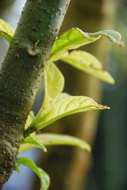 [DSC_0340%255B6%255D.jpg]