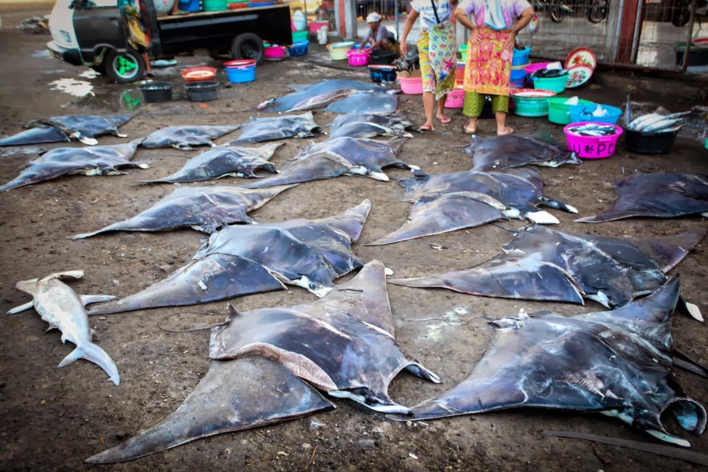 [dead-manta---small11.jpg]
