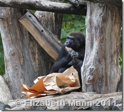 Gorillas eat paper? Who would of guessed? I guess we learn something new everyday.