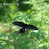 Papilionidae%25252c%252520byasa%252520polyeuctes%25252c%252520common%252520windmill