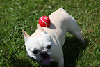 Instead of playing catch, maybe we should focus on poise.  Why don't we try balancing the ball on our backs?