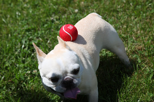 Instead of playing catch, maybe we should focus on poise.  Why don't we try balancing the ball on our backs?
