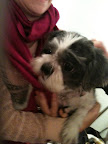 Elizabeth waits off camera for her turn to shine.
(See animal details at link below blog post- The Humane Society of NY)