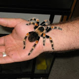 Tarantula_Photos