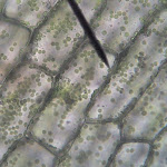 elodea06.jpg