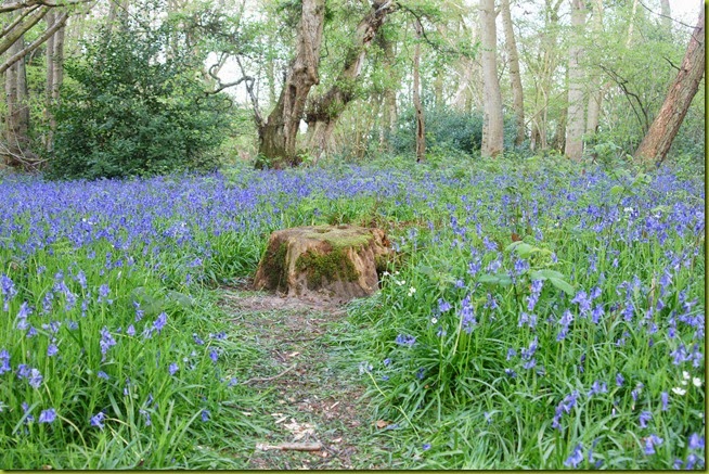 Bluebells Foxley wood