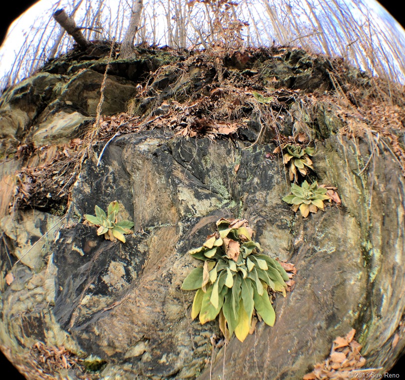 [SueReno_MulleinOnCliff%255B7%255D.jpg]