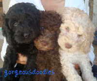 Gorgeous Labradoodle Puppies.
